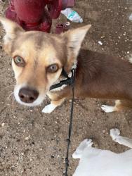 Lost Male Dog last seen Near RFK charter school, Albuquerque, NM 87105