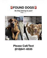 Found/Stray Male Dog last seen Sunset and Vine, West Covina, CA 91790