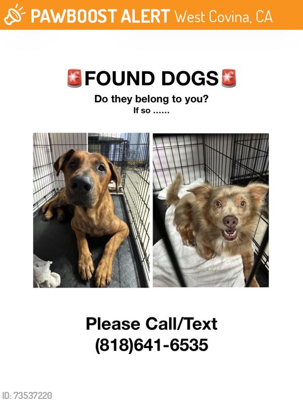 Found/Stray Male Dog last seen Sunset and Vine, West Covina, CA 91790
