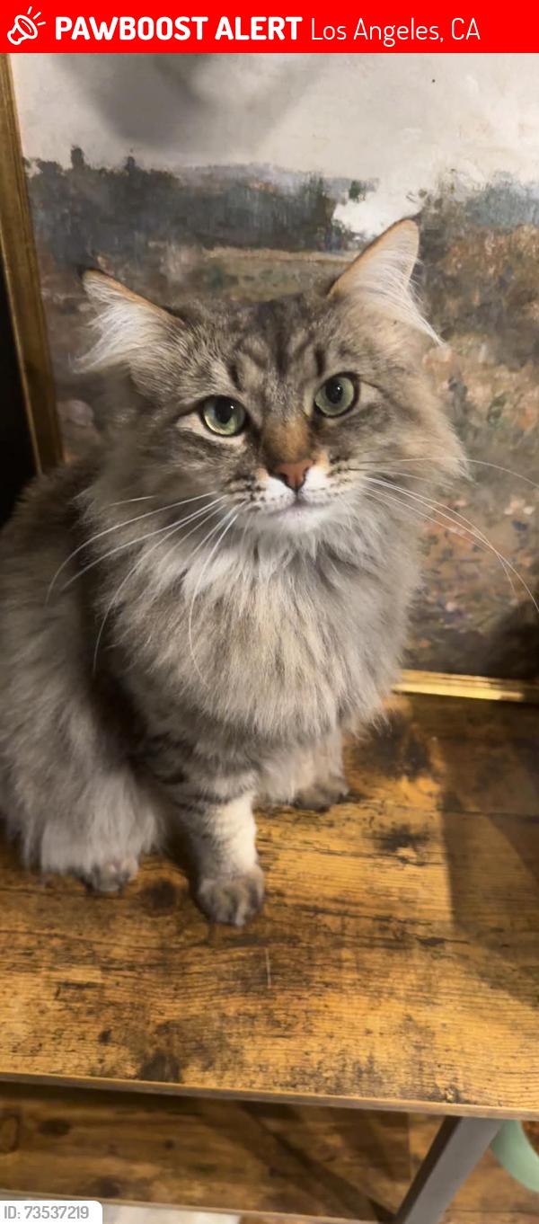 Lost Female Cat last seen Palms and Rosewood, Los Angeles, CA 90066