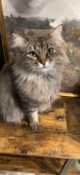 Lost Female Cat last seen Palms and Rosewood, Los Angeles, CA 90066