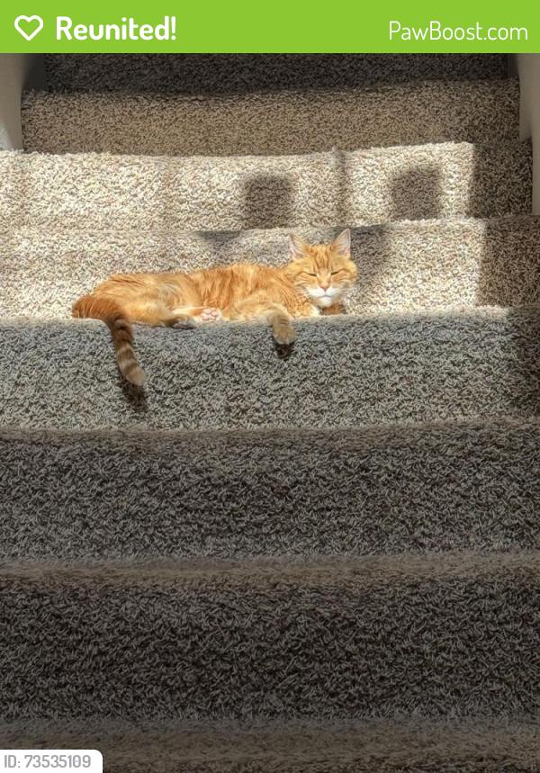Reunited Female Cat last seen 73rd Avenue Ct E, Pierce County, WA 98375
