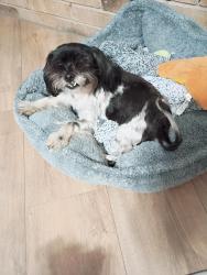Reunited Female Dog last seen Milton Elementary, Lafayette, LA 70508
