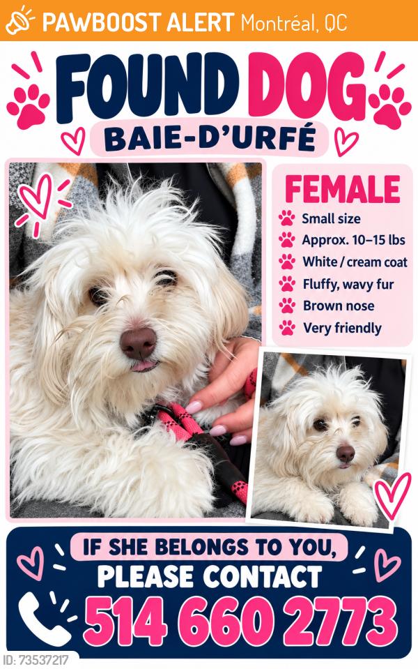 Found/Stray Female Dog last seen Churchill, Montréal, QC 