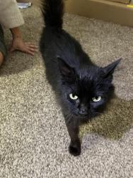 Found/Stray Unknown Cat last seen Kelly Road & Meridian, Bellingham, WA 98226
