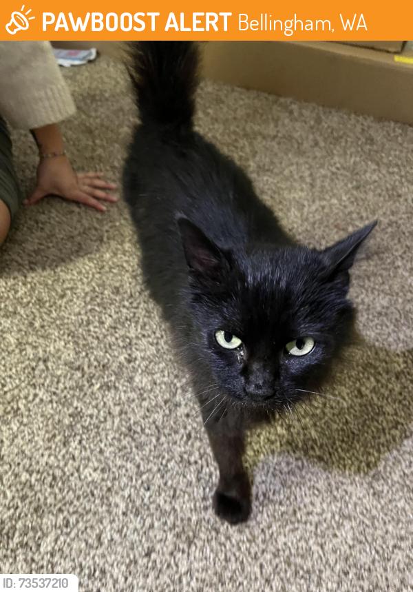Found/Stray Unknown Cat last seen Kelly Road & Meridian, Bellingham, WA 98226