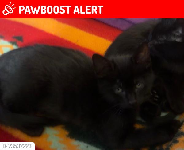 Lost Male Cat last seen Panoramic View ests, Deschutes County, OR 97759