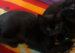 Lost Male Cat last seen Panoramic View ests, Deschutes County, OR 97759