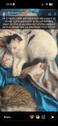 Lost Male Cat last seen McGraw park, McGraw, NY 13101