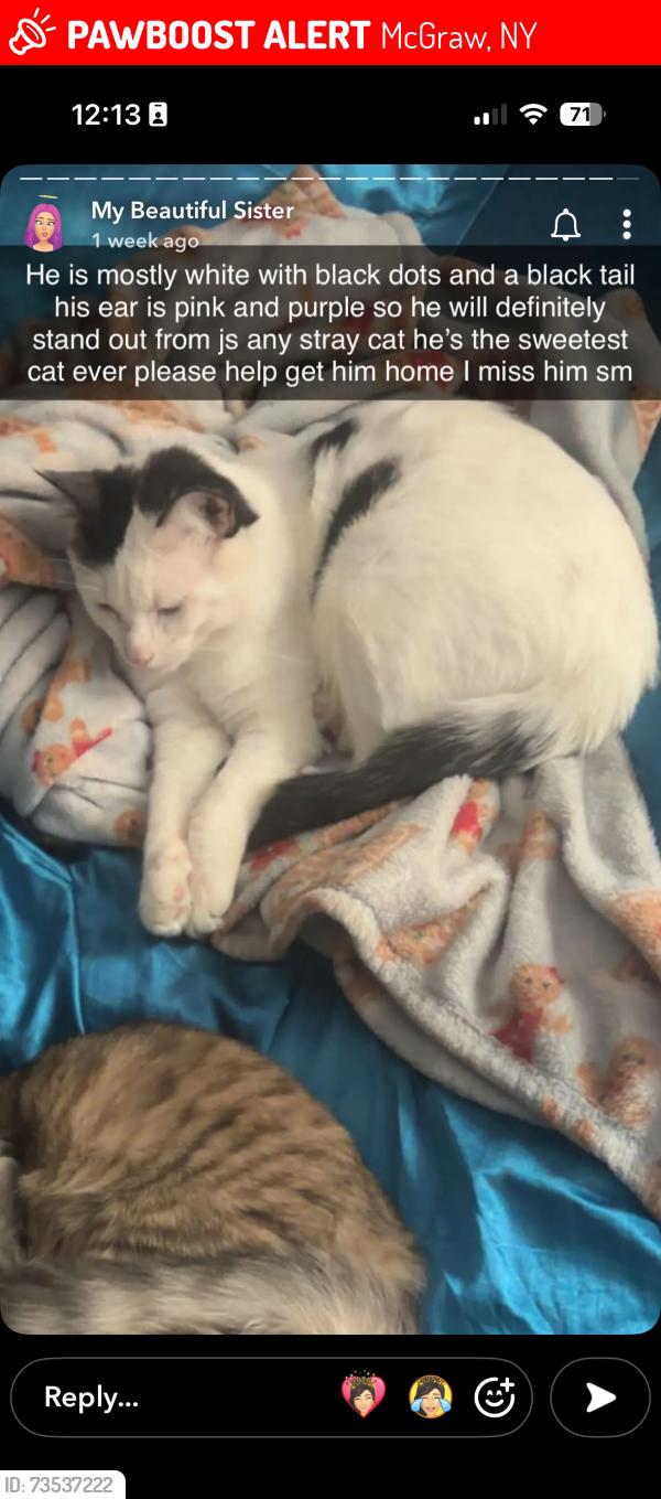 Lost Male Cat last seen McGraw park, McGraw, NY 13101