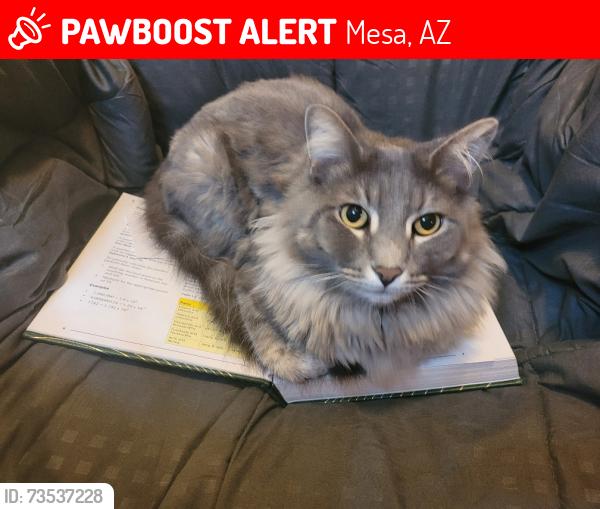 Lost Male Cat last seen Longmore/Emilita, Mesa, AZ 85202