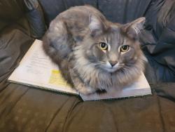 Lost Male Cat last seen Longmore/Emilita, Mesa, AZ 85202