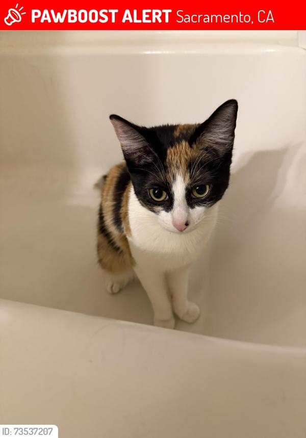 Lost Female Cat last seen Lark Sacramento apmts, Sacramento, CA 95820