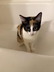 Lost Female Cat last seen Lark Sacramento apmts, Sacramento, CA 95820
