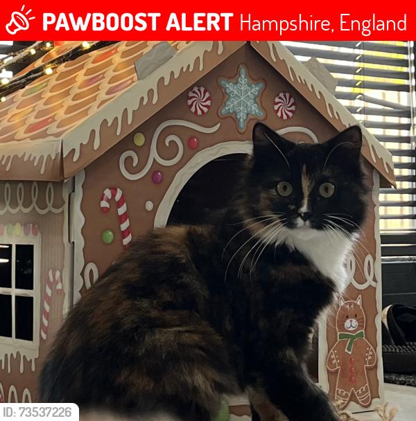 Lost Female Cat last seen Rowlands Avenue, Hampshire, England 