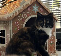 Lost Female Cat last seen Rowlands Avenue, Hampshire, England 