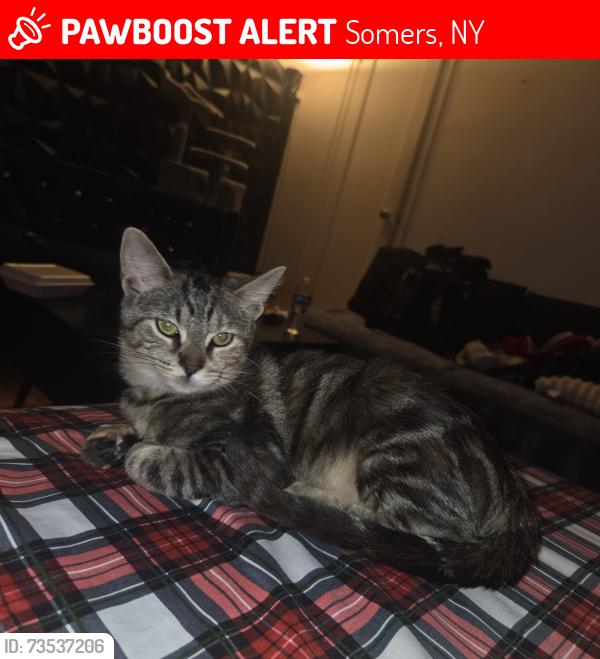 Lost Female Cat last seen Somers Storage Center, 259 NY-100, Somers, NY 10589, Somers, NY 10589