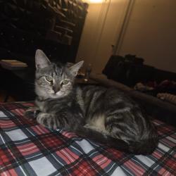 Lost Female Cat last seen Somers Storage Center, 259 NY-100, Somers, NY 10589, Somers, NY 10589