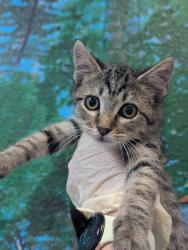 Shelter Stray Female Cat last seen Bexar County, 3353 Morningside Dr, New Braunfels, TX 78132, USA