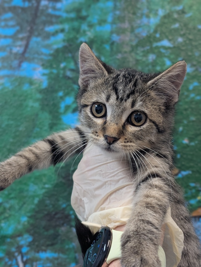 Shelter Stray Female Cat last seen Bexar County, 3353 Morningside Dr, New Braunfels, TX 78132, USA