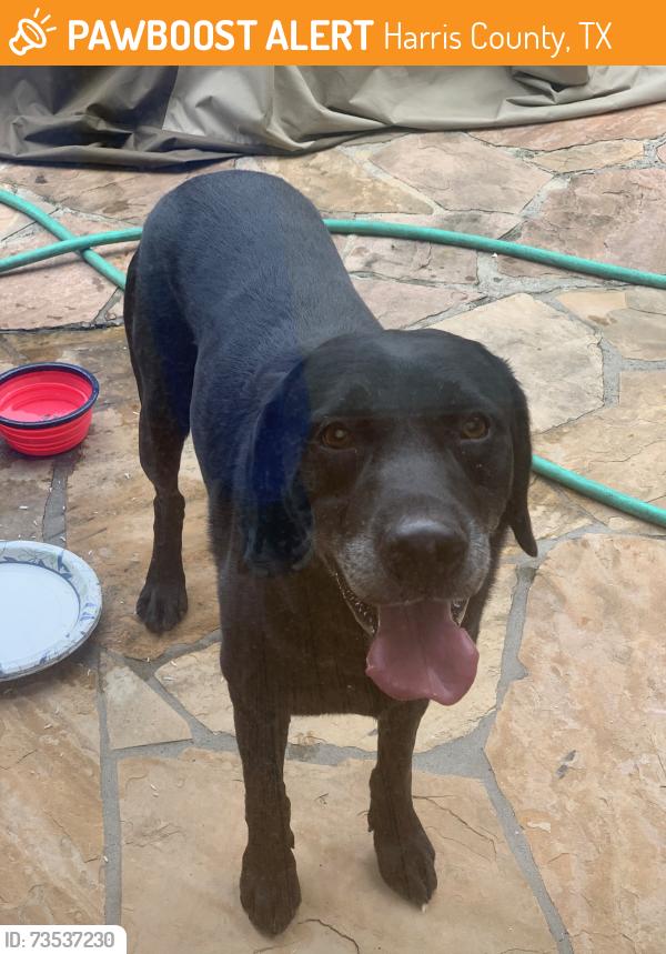 Found/Stray Male Dog last seen Academy St. and Rice Blvd., Harris County, TX 77401