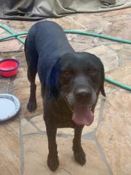 Found/Stray Male Dog last seen Academy St. and Rice Blvd., Harris County, TX 77401