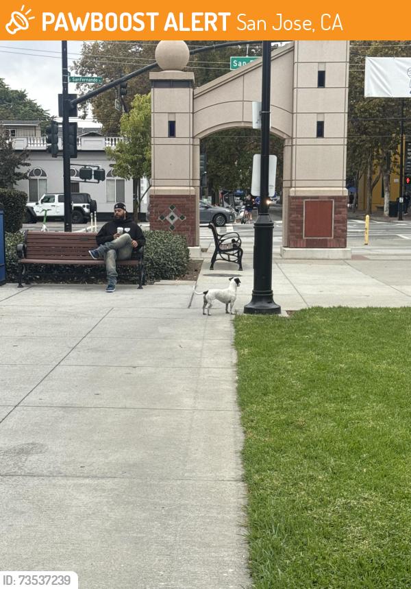 Found/Stray Unknown Dog last seen San Fernando and 10th, San Jose, CA 95112