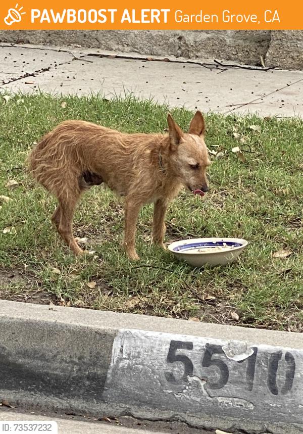 Found/Stray Female Dog last seen Rhonda and taft, Garden Grove, CA 92843