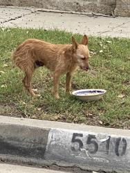 Found/Stray Female Dog last seen Rhonda and taft, Garden Grove, CA 92843