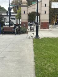 Found/Stray Unknown Dog last seen San Fernando and 10th, San Jose, CA 95112