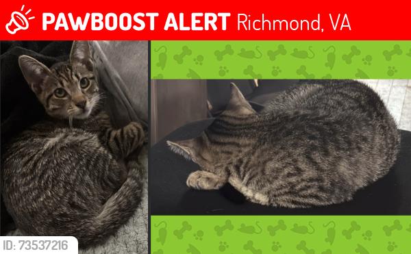 Lost Male Cat last seen Near West Marshall Street near VCU Campus, Richmond, VA 23220