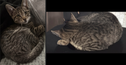 Lost Male Cat last seen Near West Marshall Street near VCU Campus, Richmond, VA 23220