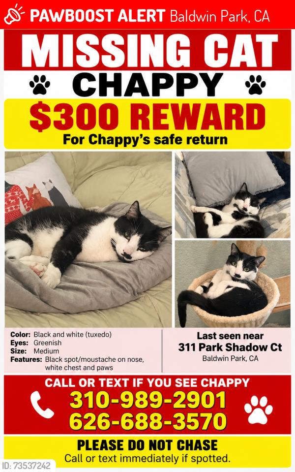 Lost Female Cat last seen baldwin park and clark, Baldwin Park, CA 91706
