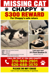 Lost Female Cat last seen baldwin park and clark, Baldwin Park, CA 91706