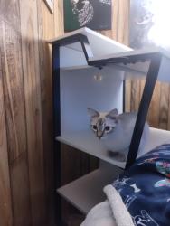 Reunited Male Cat last seen Navy Rd. Nimitz Road, Shelby County, TN 38053