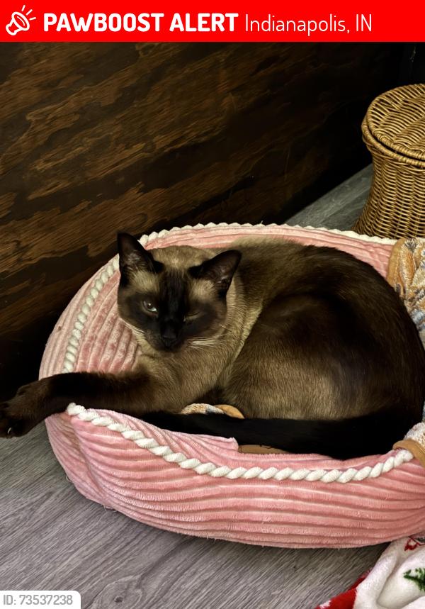 Lost Male Cat last seen Pickwick Farms apmts, Indianapolis, IN 46260