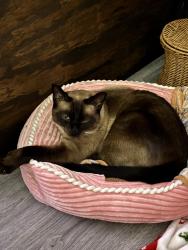 Lost Male Cat last seen Pickwick Farms apmts, Indianapolis, IN 46260