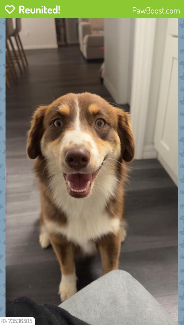 Reunited Female Dog last seen Argo & Howard, Citrus Springs, FL 34434
