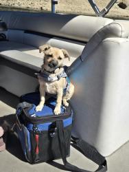 Lost Female Dog last seen Maple and nees, Fresno, CA 93720