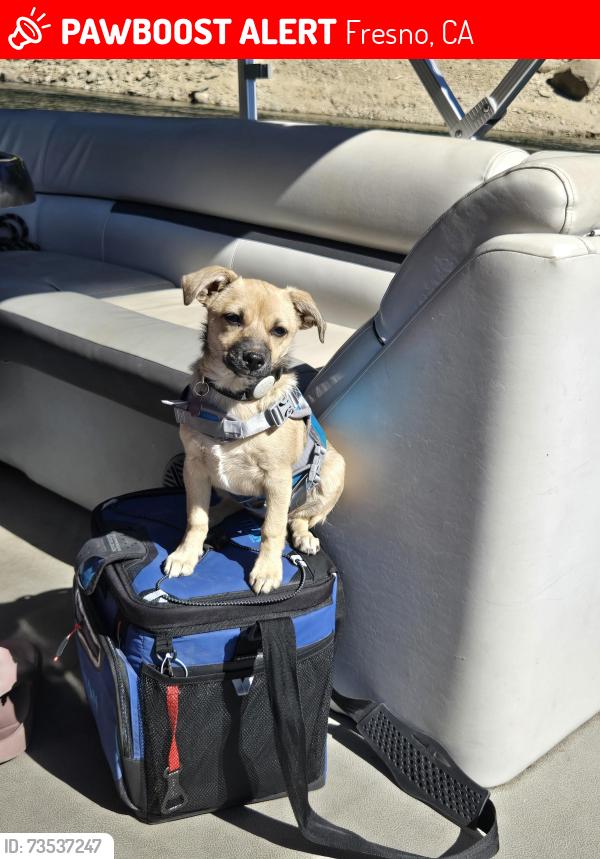 Lost Female Dog last seen Maple and nees, Fresno, CA 93720
