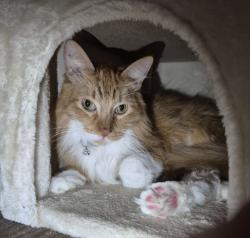 Reunited Male Cat last seen University High School, Waco, TX 76706