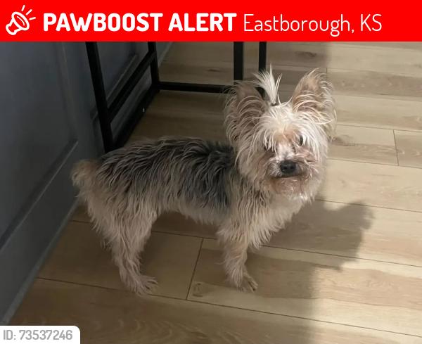 Lost Male Dog last seen Willow Creek Neighborhood around Harry and Grenchwich, Eastborough, KS 67207