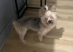 Lost Male Dog last seen Willow Creek Neighborhood around Harry and Grenchwich, Eastborough, KS 67207
