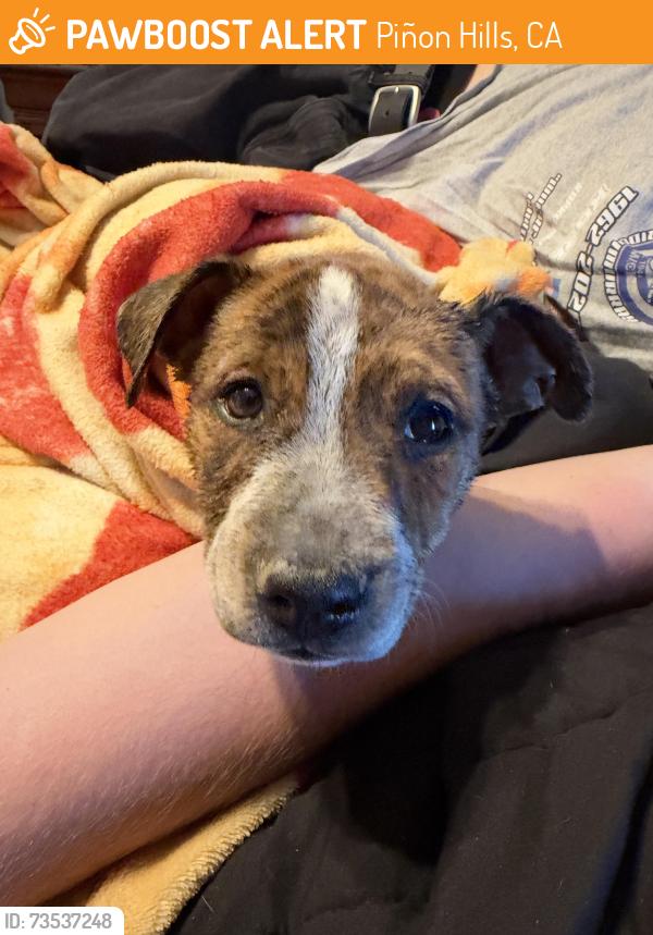 Found/Stray Female Dog last seen Wash near la mesa and rosado, Piñon Hills, CA 92372