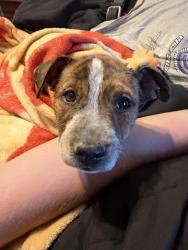 Found/Stray Female Dog last seen Wash near la mesa and rosado, Piñon Hills, CA 92372