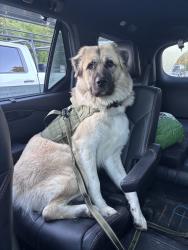 Reunited Male Dog last seen Maybe in the woods, Greensboro, NC 27407