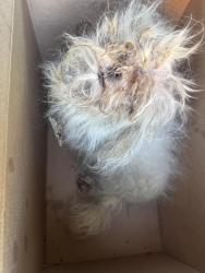 Found/Stray Unknown Dog last seen Terrace and Morrison Avenues, Cincinnati, OH 45220