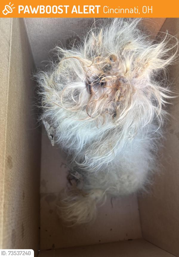 Found/Stray Unknown Dog last seen Terrace and Morrison Avenues, Cincinnati, OH 45220