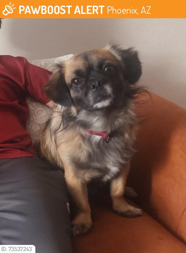 Found/Stray Male Dog last seen Vineyard Rd and 37th Dr, Phoenix, AZ 85041
