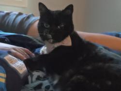 Lost Female Cat last seen Curwood, and poinsietta are nearby neighborhoods, Kentwood, MI 49508